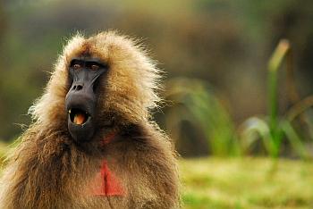 Dschelada oder Blutbrustpavian (Theropithecus gelada)