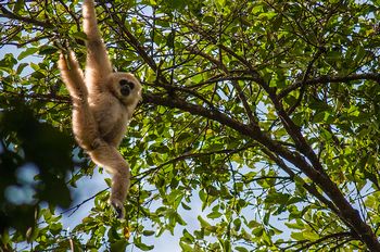 Gibbon in Thailand