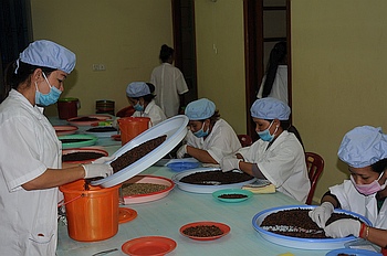 Echter Kampot-Pfeffer, von Hand sortiert.