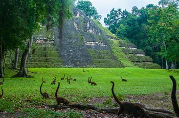 Ein Rudel Nasenbren in Tikal.