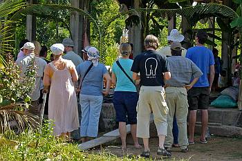 Ein Rudel Langnasen beim Tempelfest