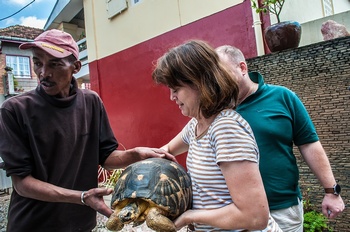 Schildkrten in der Edelsteinschleiferei