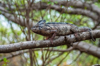 Cameleon im Anja Nationalpark