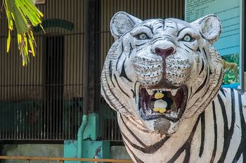 Auch Pingu war bei den weien Tigern im Zoo von Yangon.