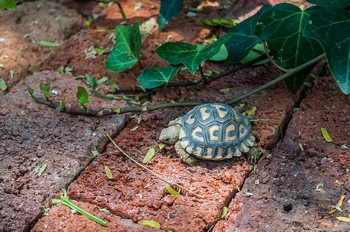 Frei lebende, kleine Schildkrten in den Bschen unseres Guestouses.