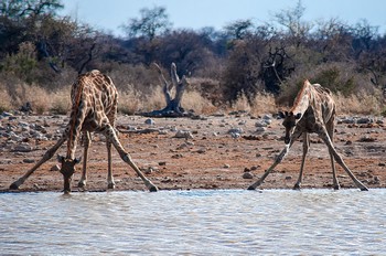 Giraffen im Etosha an einem Wasserloch.