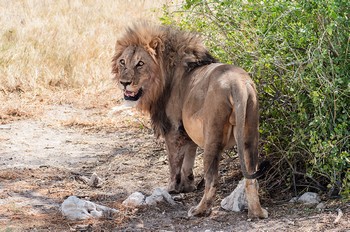 Ein Lwe im Etosha Nationalpark. Endlich haben wir alle "big five" auf unseren Reisen gesehen !