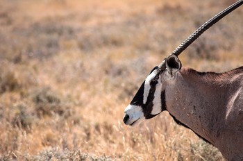 Eine Oryx-Antilope im Etosha Nationalpark.