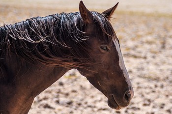 Garub Desert Horses: Namibische Wildpferde