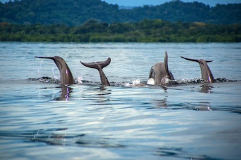 Flaschennasen-Delfine in der Dolfin-Bay