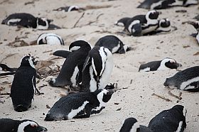 Boulders Beach