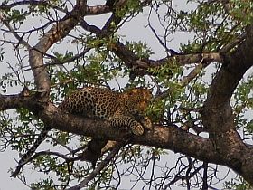 Krger Nationalpark,Leopard