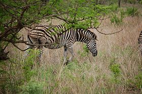 Krger Nationalpark,Zebras