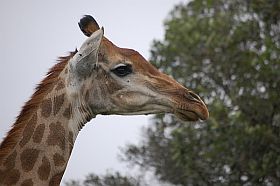 Krger Nationalpark, Giraffe