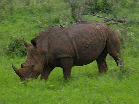 Hulhuwe-Umforzi Nationalpark,Breitmaulnashrner