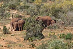 Addo-Nationalpark,Tiere