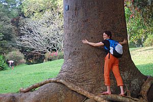 Botanischer Garten in Peradeniya