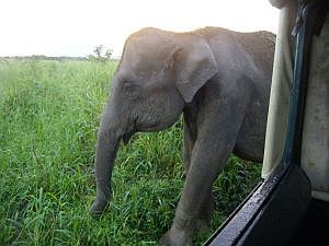 Elefanten im Uda Walawe Nationalpark