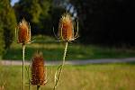 Distel