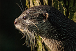 Otter